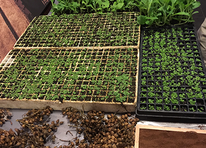 seed trays